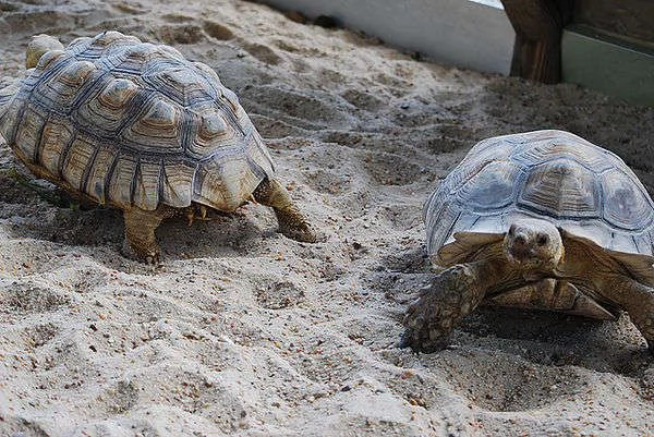 Tartaruga delle Galapagos in vendita