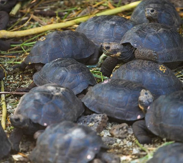 Tartaruga delle Galapagos in vendita | Foto 0