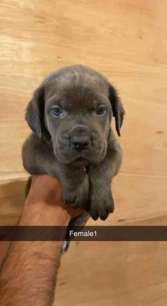 Bellissimi cuccioli di cane corso disponibili | Foto 1