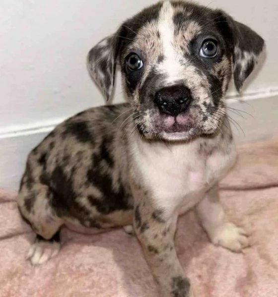 Bellissimi cuccioli di cane corso disponibili