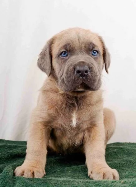 Bellissimi cuccioli di cane corso disponibili | Foto 0