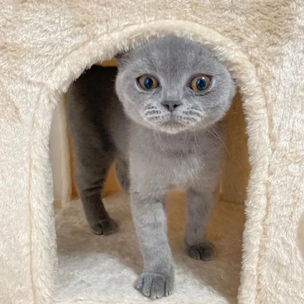 Due British shorthair