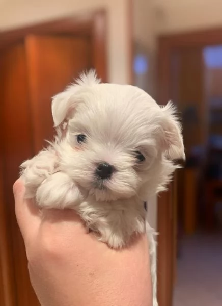 Maltesei cuccioli, maschio e femmina