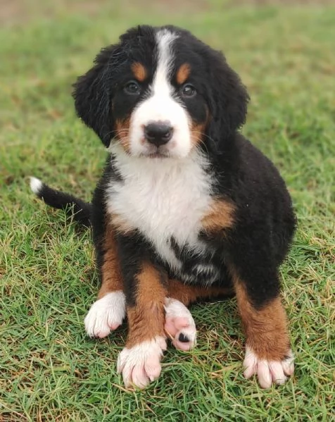 Simpatici cuccioli di montagna bernese 