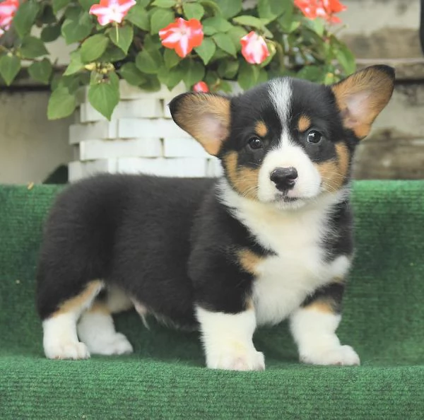 Vendo cuccioli di welsh corgi