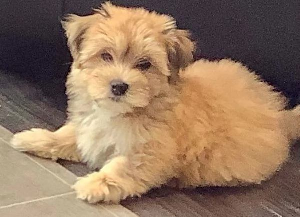 cuccioli di Bichon Havanese puri