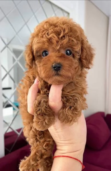 Cuccioli di Barboncini taglia piccola | Foto 0