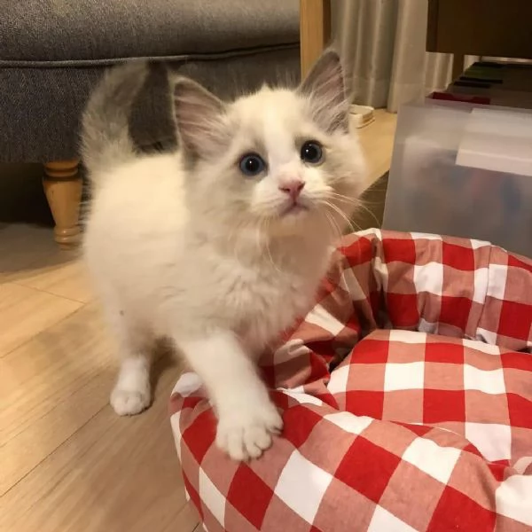 Gattini Ragdoll allevati in casa | Foto 1