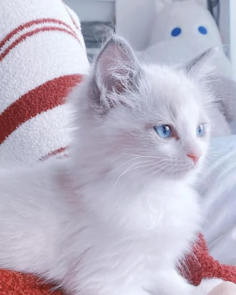 Gattini Ragdoll allevati in casa | Foto 0