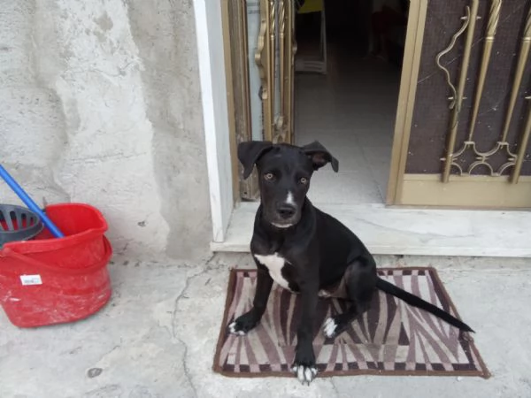 Vendo cucciolo di cane corso incrocio Pitbull colore nero 