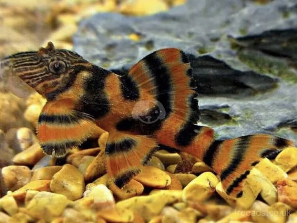 Stupendo L397 Tangerine Tiger Pleco