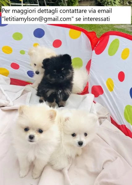 Cuccioli di Pomerania pronti per il 15 ottobre