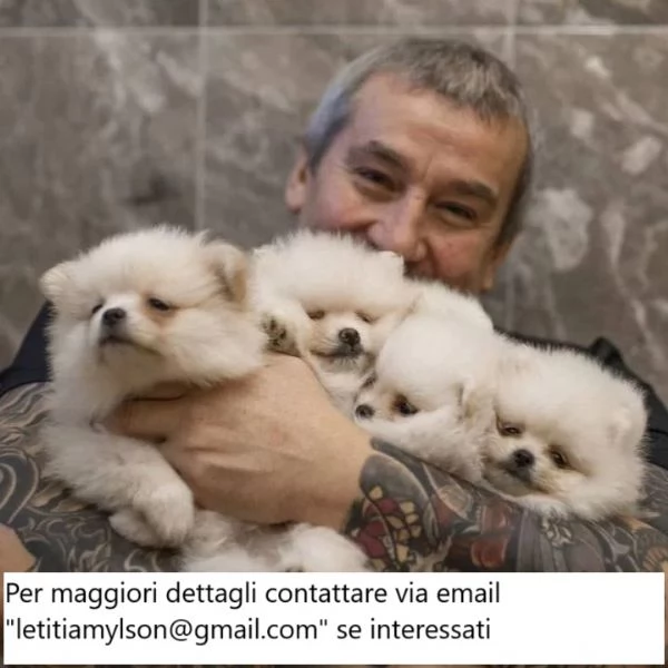 Cuccioli di Pomerania pronti per partire