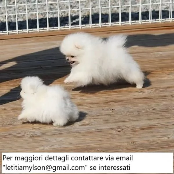 Cuccioli di Pomerania