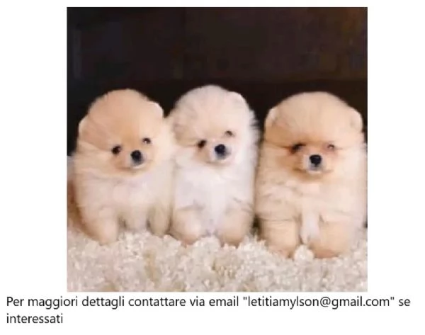 Stupendi cuccioli di Pomerania