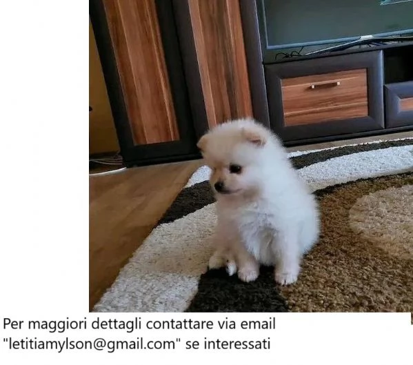 Cuccioli di Pomerania in cerca di una casa per sempre