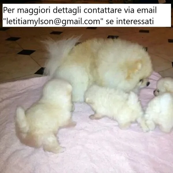 2 splendidi cuccioli di Pomerania. 1 maschio 1 femmina