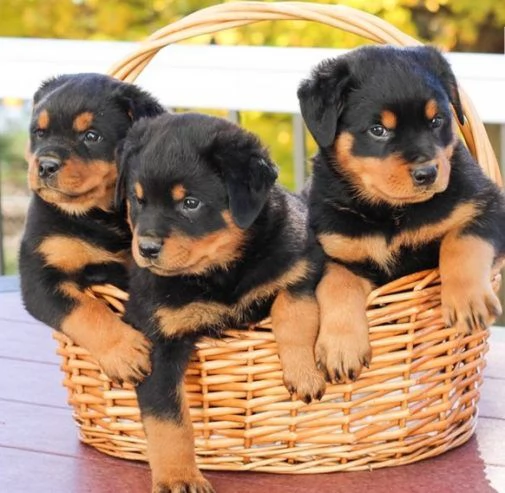 pura razza cuccioli di rottweiler per adozione