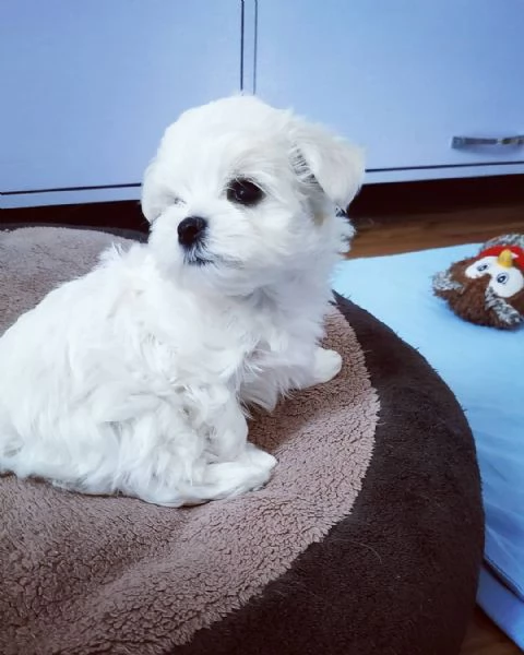 Cuccioli Maltesi maschio e femmina