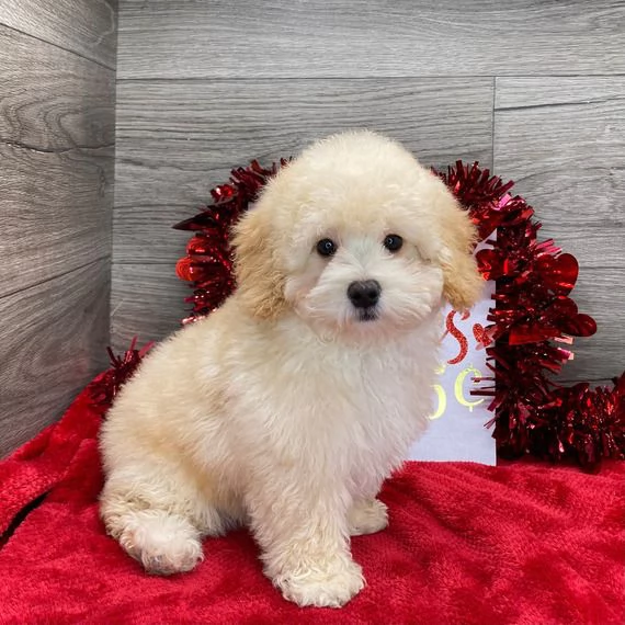 Splendidi cuccioli di barboncino giocattolo