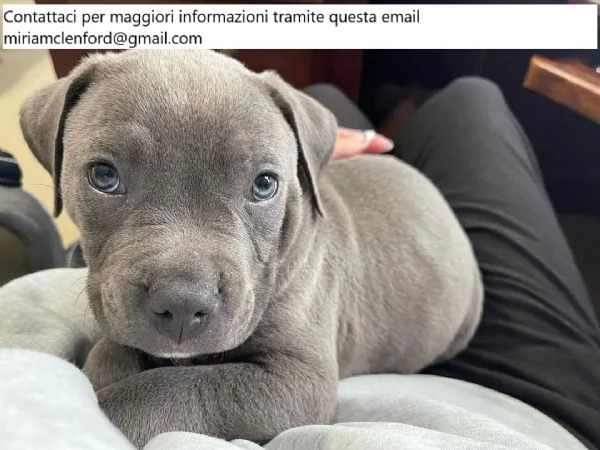 Cucciolo di American Pitbull