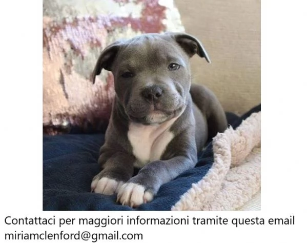 Cuccioli di Pitbull