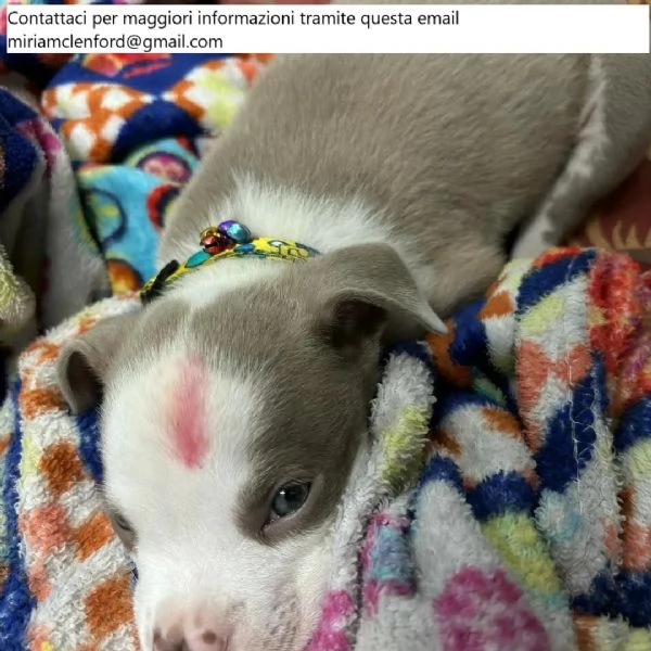 Cuccioli di Pitbull maschi e femmine carini