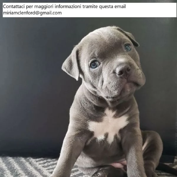 Cuccioli di Pitbull