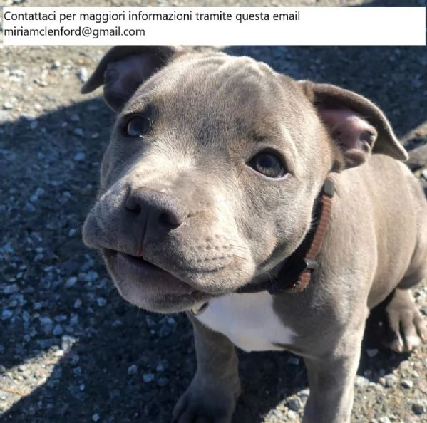 Cuccioli di pitbull americani