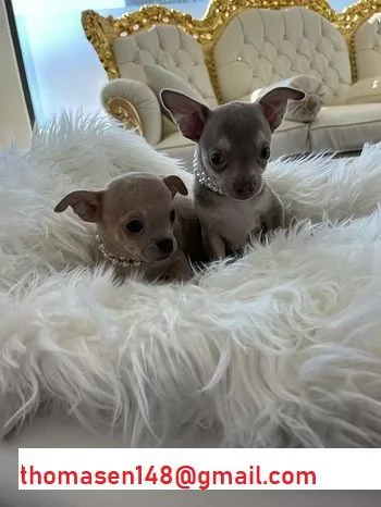 Cuccioli di chihuahua taglia mini