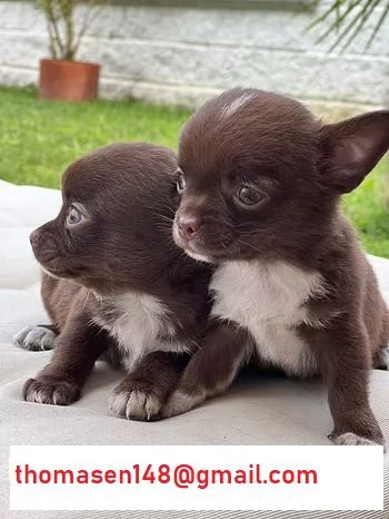 Fantastici cuccioli di Chihuahua 