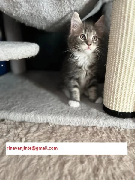 Cuccioli di Maine Coon disponibili