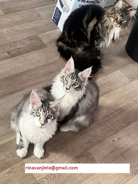 4 Maine Coon :)