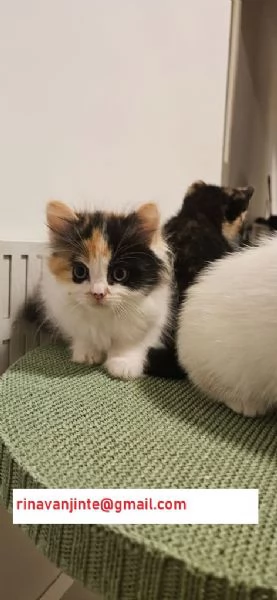 Gattini con papà Maine Coon