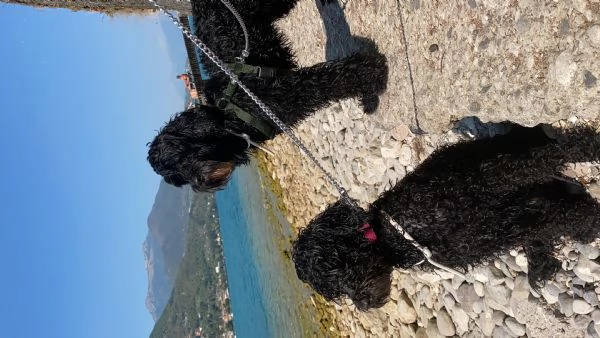 Adozione 2 cani d’acqua portoghesi | Foto 2