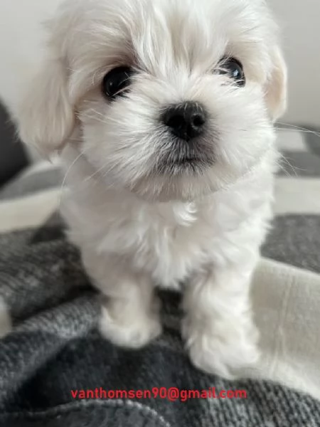 Cucciolo di maltese maschio