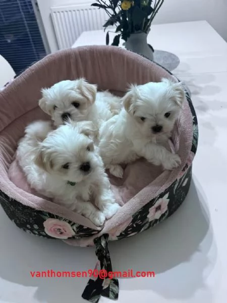 Disponibili cuccioli di Maltese