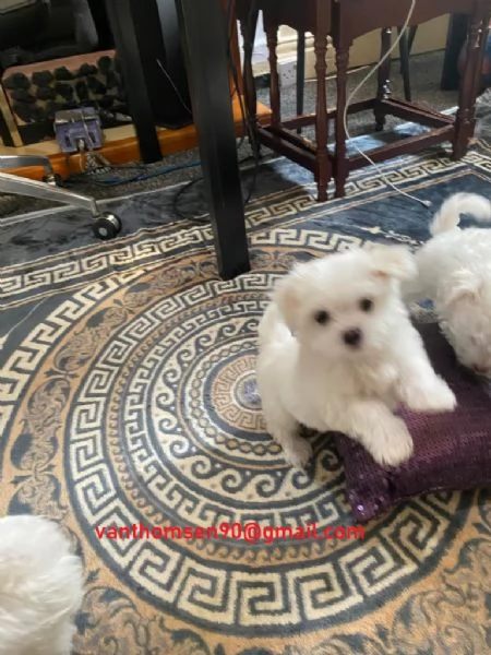 Cuccioli di Maltese