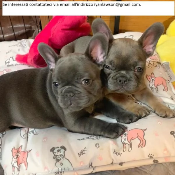 Bellissimi cuccioli di bulldog francese