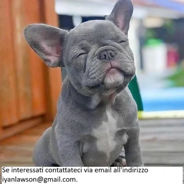 Bellissimi cuccioli di bulldog francese di razza felici