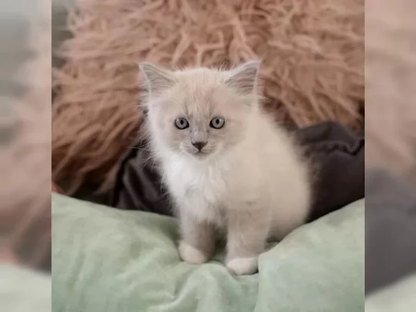 Dolcissimo cucciolo ragdoll