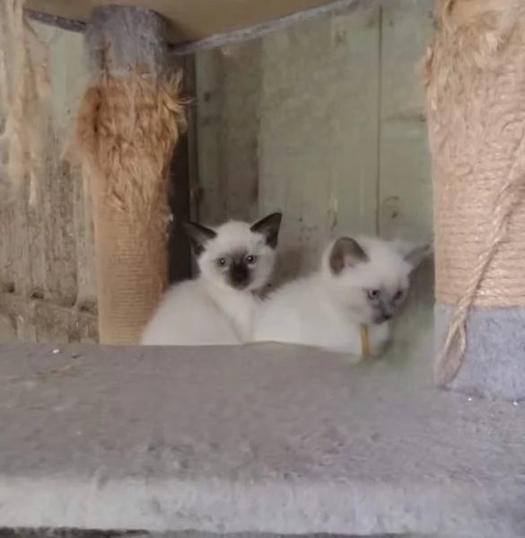 Ragdoll Blue Point genitori con Pedigree