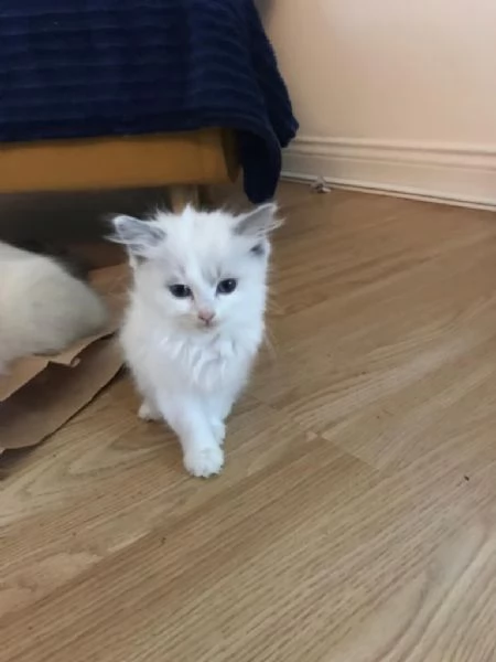 Cuccioli di Ragdoll con pedigree