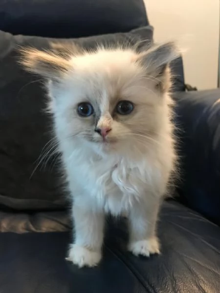 Cucciolo Ragdoll blu mitted pedigree Anfi