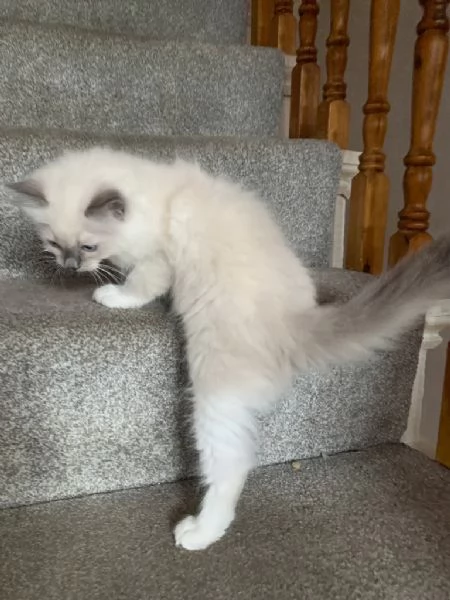 Dolcissimi Ragdoll