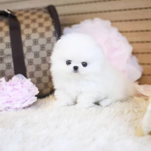 Bellissimi cuccioli di Pomerania disponibili  Bellissimi cuccioli di Pomerania disponibili. Pronti p