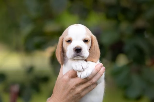 CUCCIOLI DI BEAGLE