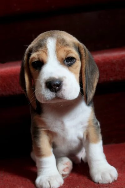 Beagle, maschi e femmine