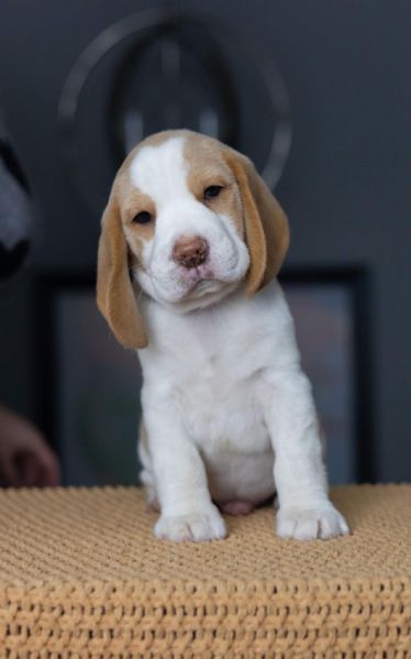 Cucciolate di Beagle | Foto 0