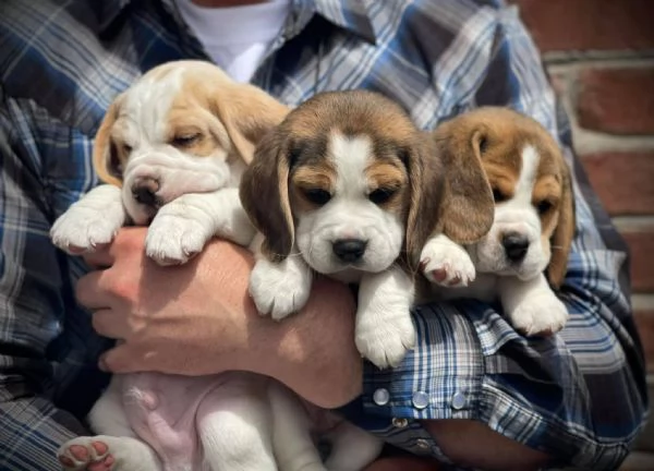 Cuccioli beagle maschi femmine!!